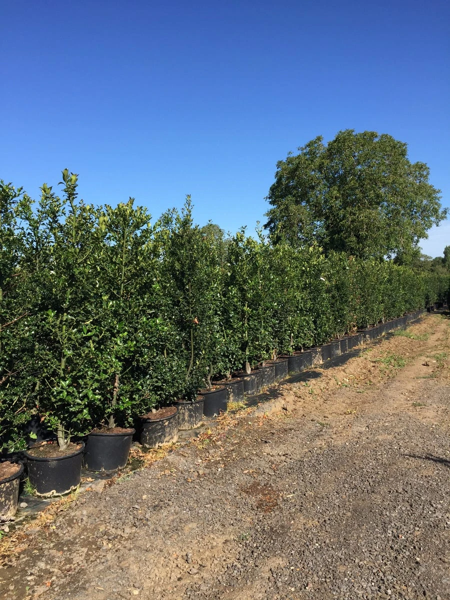 Grote Hulst (Ilex Aquifolium) 2 Grote Hulst (Ilex Aquifolium) - Afbeelding 2