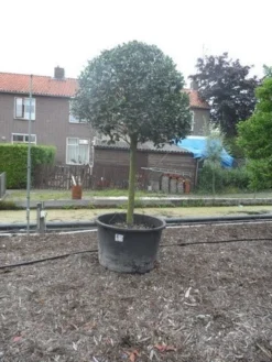 Hulst Op Stam (Ilex Aquifolium) -Tuinplantenwinkel ilex aquifolium halfstam 30 35 1