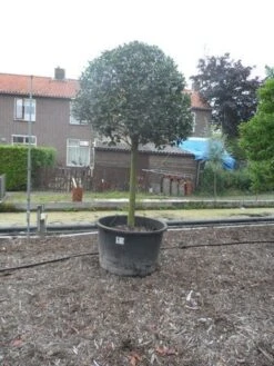 Hulst Op Stam (Ilex Aquifolium) -Tuinplantenwinkel ilex aquifolium halfstam 30 35 2