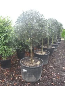 Hulst Op Stam (Ilex Aquifolium) -Tuinplantenwinkel ilex aquifolium halfstam c130 150