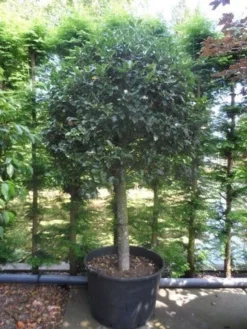 Hulst Op Stam (Ilex Aquifolium) -Tuinplantenwinkel ilex aquifolium halfstam c200 extra 1