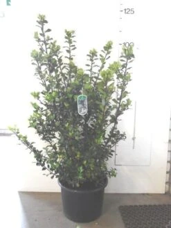 Blauwe Hulst (Ilex Meserveae 'Blue Prince') -Tuinplantenwinkel ilex blue prince c20 2
