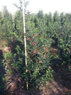 Blauwe Hulst (Ilex Meserveae 'Blue Princess') -Tuinplantenwinkel ilex blue princess 125 150 cm drkl