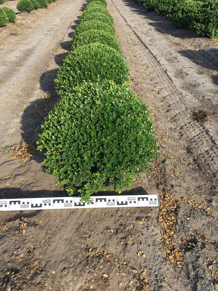 Japanse Hulst Als Bolvorm (Ilex Crenata) 1 Japanse Hulst Als Bolvorm (Ilex Crenata)