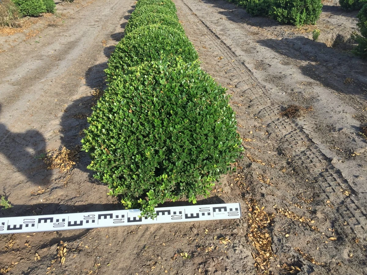 Japanse Hulst Als Bolvorm (Ilex Crenata) 2 Japanse Hulst Als Bolvorm (Ilex Crenata) - Afbeelding 2