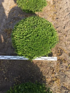 Japanse Hulst Als Bolvorm (Ilex Crenata) 6 Japanse Hulst Als Bolvorm (Ilex Crenata) -Tuinplantenwinkel ilex crenata 70 cm breed bol drkl 1