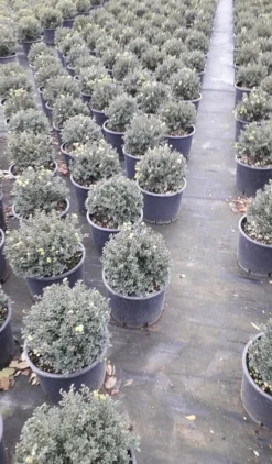 Japanse Hulst (Ilex Crenata 'Kinme') -Tuinplantenwinkel ilex crenata ball d25 10lt 1