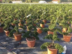 Japanse Hulst Als Bonsai (Ilex Crenata 'Kinme') -Tuinplantenwinkel ilex crenata kimne bonsai 2
