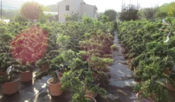 Japanse Hulst Als Bonsai (Ilex Crenata 'Kinme') -Tuinplantenwinkel ilex crenata kimne bonsai lv20