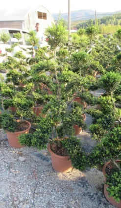 Japanse Hulst Als Bonsai (Ilex Crenata 'Kinme') -Tuinplantenwinkel ilex crenata kimne bonsai lv20 3