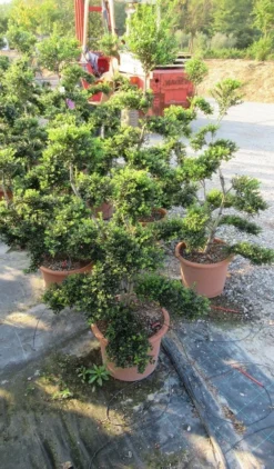 Japanse Hulst Als Bonsai (Ilex Crenata 'Kinme') -Tuinplantenwinkel ilex crenata kimne bonsai lv20 4 1