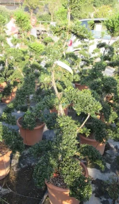 Japanse Hulst Als Bonsai (Ilex Crenata 'Kinme') -Tuinplantenwinkel ilex crenata kimne bonsai lv20 6