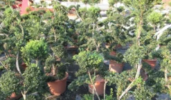 Japanse Hulst Als Bonsai (Ilex Crenata 'Kinme') -Tuinplantenwinkel ilex crenata kimne bonsai lv20 7