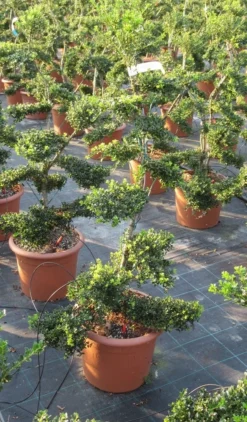 Japanse Hulst Als Bonsai (Ilex Crenata 'Kinme') -Tuinplantenwinkel ilex crenata kimne bonsai lv20 9 1
