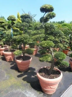 Japanse Hulst Als Bonsai (Ilex Crenata) -Tuinplantenwinkel ilex crenata kinmei bonsai 160 180
