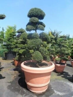 Japanse Hulst Als Bonsai (Ilex Crenata) -Tuinplantenwinkel ilex crenata kinmei bonsai 160 180 extra 1