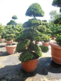 Japanse Hulst Als Bonsai (Ilex Crenata) -Tuinplantenwinkel ilex crenata kinmei bonsai 175 200 extra