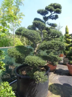 Japanse Hulst Als Bonsai (Ilex Crenata) -Tuinplantenwinkel ilex crenata kinmei bonsai 200 225 c750 1000