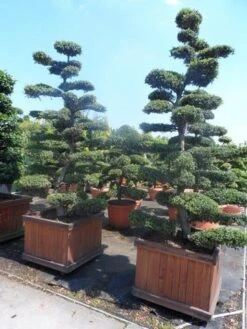 Japanse Hulst Als Bonsai (Ilex Crenata) -Tuinplantenwinkel ilex crenata kinmei bonsai 225 250 1