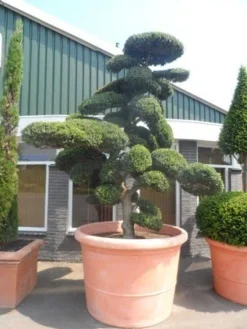 Japanse Hulst Als Bonsai (Ilex Crenata) -Tuinplantenwinkel ilex crenata kinmei bonsai 250 300 solitair extra