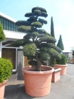 Japanse Hulst Als Bonsai (Ilex Crenata) -Tuinplantenwinkel ilex crenata kinmei bonsai 250 300 solitair extra2