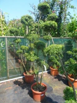 Japanse Hulst Als Bonsai (Ilex Crenata) -Tuinplantenwinkel ilex crenata ponpon 125 150 1