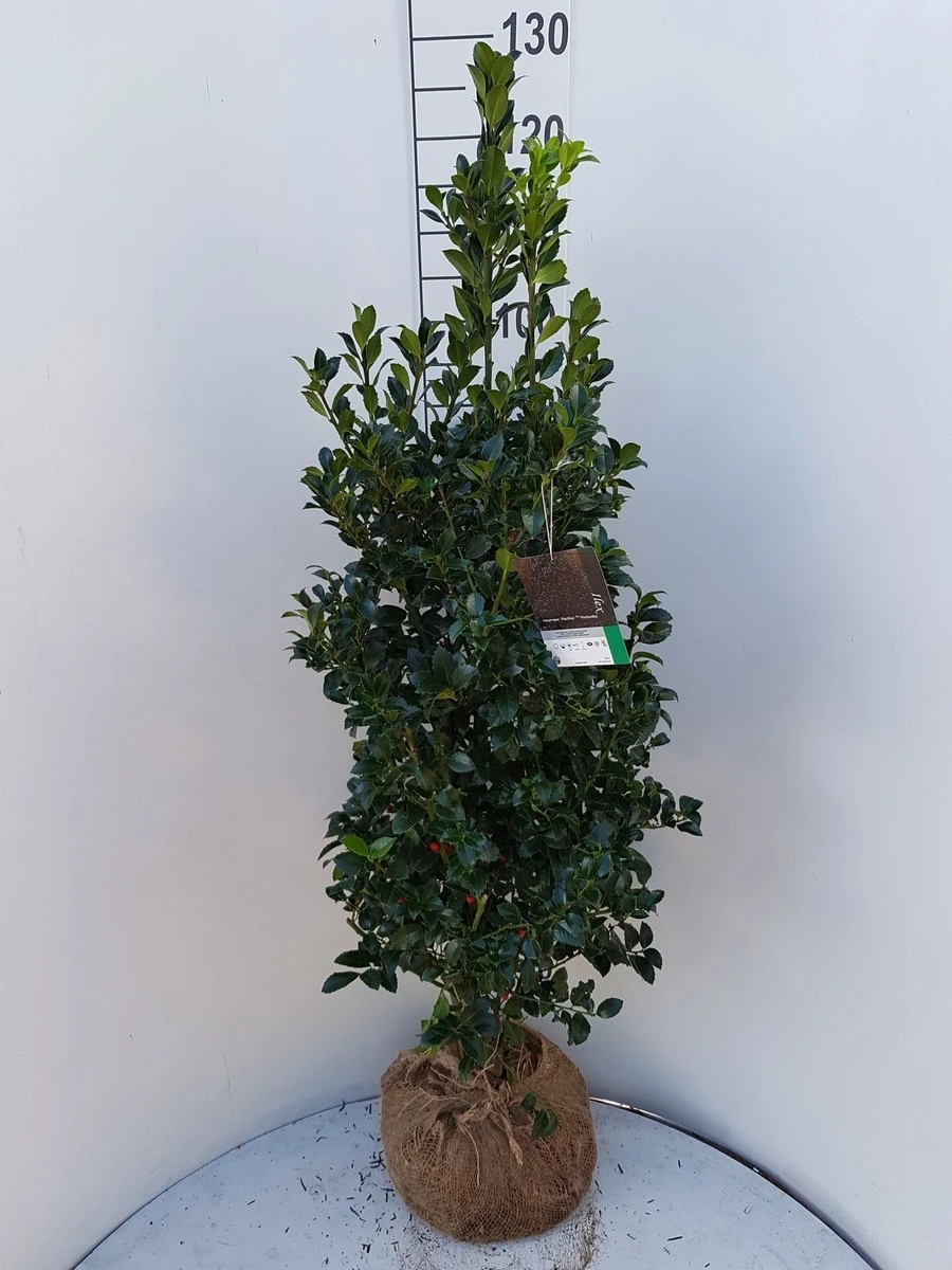 Hulst (Ilex Meserveae 'Heckenfee') 3 Hulst (Ilex Meserveae 'Heckenfee') - Afbeelding 3