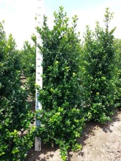 Blauwe Hulst (Ilex Meserveae 'Blue Prince') -Tuinplantenwinkel ilex mes. blue prince 175 200 cm 2