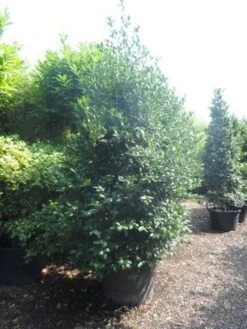 Amerikaanse Hulst (Ilex 'Nellie R Stevens') -Tuinplantenwinkel ilex nellie r. stevens 250 300 c160