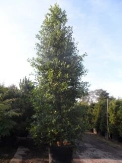 Amerikaanse Hulst (Ilex 'Nellie R Stevens') -Tuinplantenwinkel ilex nellie r. stevens 400 450 cont