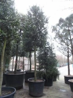 Hulst Als Boom (Ilex 'Nellie R. Stevens') 18 Hulst Als Boom (Ilex 'Nellie R. Stevens') -Tuinplantenwinkel ilex nellie stevens 3