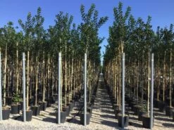 Hulst Als Boom (Ilex 'Nellie R. Stevens') 16 Hulst Als Boom (Ilex 'Nellie R. Stevens') -Tuinplantenwinkel ilex nellie stevens 6 8 3