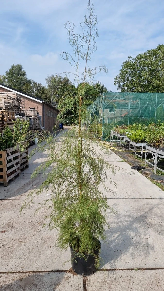 Berk (Betula Pendula 'Karaca') 3 Berk (Betula Pendula 'Karaca') - Afbeelding 3