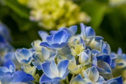 Hortensia Blue Ballad (Hydrangea 'Music Collection') -Tuinplantenwinkel img 1365