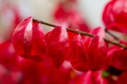 Kardinaalshoed (Euonymus Alatus 'Compactus') -Tuinplantenwinkel img 1486