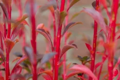 Pronkklokje (Enkianthus Campanulatus) -Tuinplantenwinkel img 1495 1