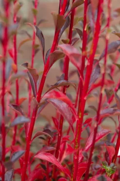 Pronkklokje (Enkianthus Campanulatus) -Tuinplantenwinkel img 1496