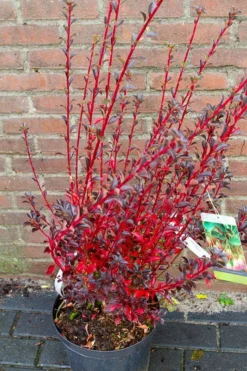 Pronkklokje (Enkianthus Campanulatus) -Tuinplantenwinkel img 1497