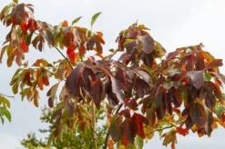 Sassafras (Sassafras Albidum) -Tuinplantenwinkel img 1522