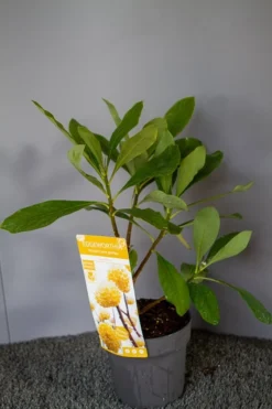 Papierstruik (Edgeworthia Chrysantha) -Tuinplantenwinkel img 1530