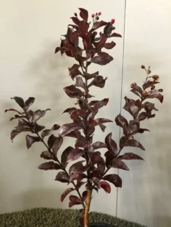 Lagerstroemia Als Halfstam (Lagerstroemia Indica 'Rhapsody In Pink') 5 Lagerstroemia Als Halfstam (Lagerstroemia Indica 'Rhapsody In Pink') -Tuinplantenwinkel img 2474 1 1