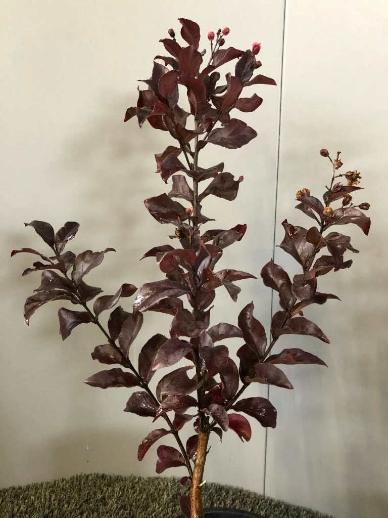 Lagerstroemia Als Halfstam (Lagerstroemia Indica 'Rhapsody In Pink') 3 Lagerstroemia Als Halfstam (Lagerstroemia Indica 'Rhapsody In Pink') - Afbeelding 3