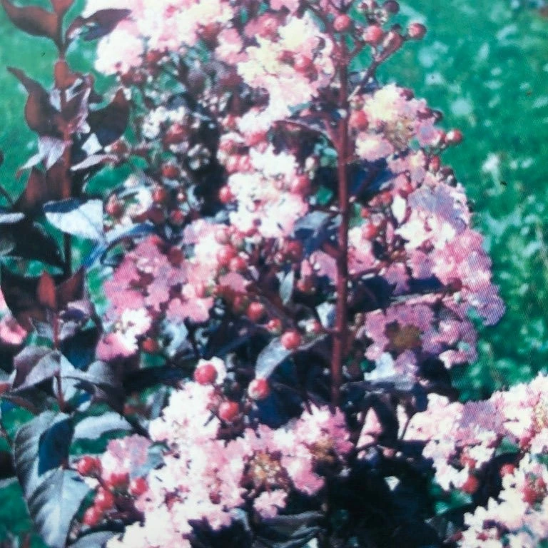 Lagerstroemia Als Halfstam (Lagerstroemia Indica 'Rhapsody In Pink') 2 Lagerstroemia Als Halfstam (Lagerstroemia Indica 'Rhapsody In Pink') - Afbeelding 2