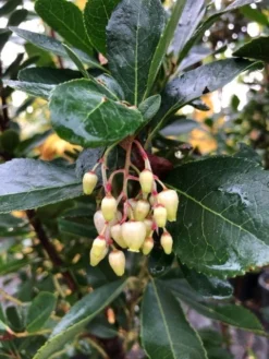 Aardbeiboom Als Struik (Arbutus Unedo) -Tuinplantenwinkel img 2585