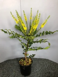 Mahoniestruik (Mahonia Media 'Winter Sun') 11 Mahoniestruik (Mahonia Media 'Winter Sun') -Tuinplantenwinkel img 2655 1