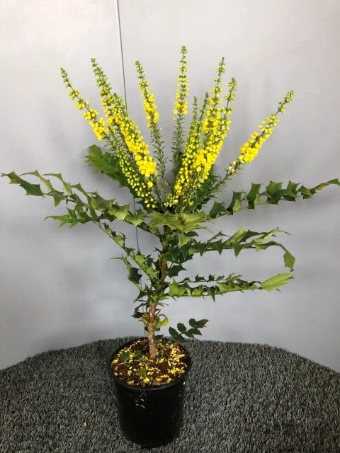 Mahoniestruik (Mahonia Media 'Winter Sun') 4 Mahoniestruik (Mahonia Media 'Winter Sun') - Afbeelding 4