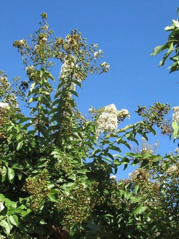 Lagerstroemia Halfstam (Lagerstroemia Indica 'Burgundy Cotton') 3 Lagerstroemia Halfstam (Lagerstroemia Indica 'Burgundy Cotton') - Afbeelding 3