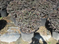 Loropetalum Als Bolvorm (Loropetalum 'Fire Dance') -Tuinplantenwinkel img 4055