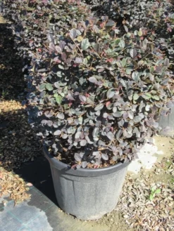 Loropetalum Als Bolvorm (Loropetalum 'Fire Dance') -Tuinplantenwinkel img 4056