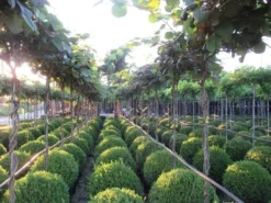 Kiwiplant Als Dakboom (Actinidia Chinensis) -Tuinplantenwinkel img 4340 1